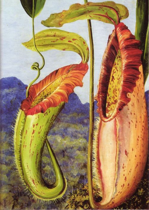 Nepenthes northianaby Marianne North, 1876