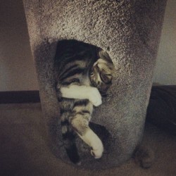 derpycats:  I think our cat is broken….