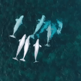 ooh-love:See Hundreds of Beluga Whales Gathering in the Arctic