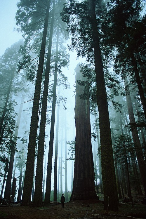 XXX wonderous-world:Sequoia National Park, California, photo