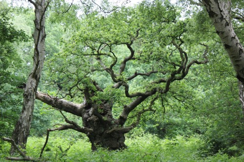 Olde oak. Sherwood Forest,  Nottingham. Own photography