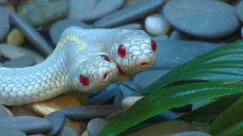Sex snake-lovers: Double headed Lampropeltis pictures