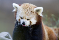 sdzoo:Red Panda by San Diego Shooter 