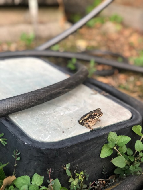 toadschooled: Excuse me sir, that utility cover is for protecting hardware, not for little toads to 