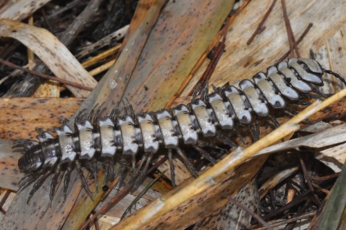One Of The Most Impressive Animals I Met This Year Was A Huge Platyrhacid Millipede, Found Chugging Through