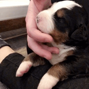 Can I Request A Bernese Stim Board?? 