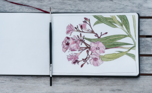 this one’s from France as well, my watercolour study of a beautiful nerium oleander got interrupted 