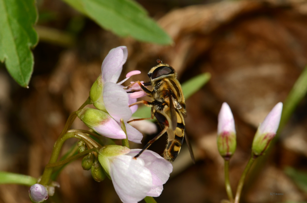 Spring BeautyThe Spring Beauty wildflowers are abundant in the woods now. This Syrphid Fly (Helophilus fasciatus) had its choice of several different species of flower but it kept returning to the Spring Beauties...perhaps a contributing factor to the plant’s success. #Spring Beauty#Syrphid Fly#nature