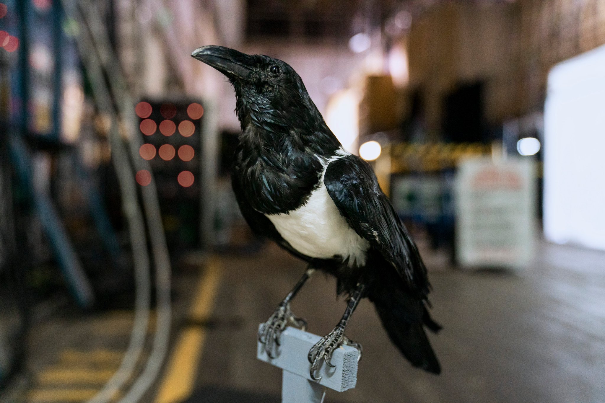 Porn photo wintery-star:Meet Mr. T, the raven who played