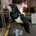 Porn photo wintery-star:Meet Mr. T, the raven who played