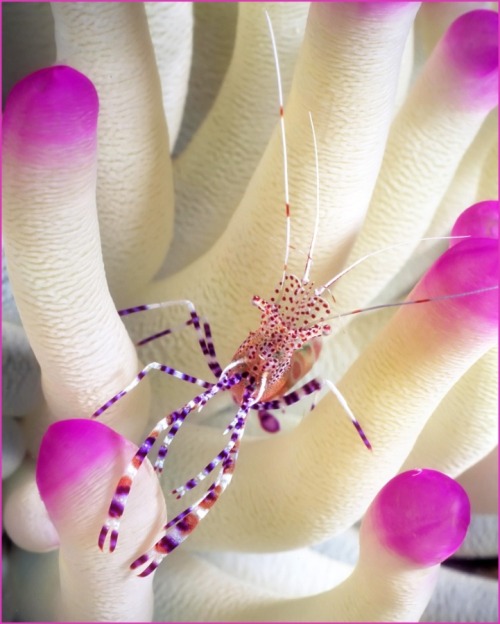 lifeunderthewaves: Shrimp by wedcam Fearless, inquisitive spotted cleaner shrimp living in a beautiful anemone underwater in front of the marina in Bonaire, Netherland Antilles. 