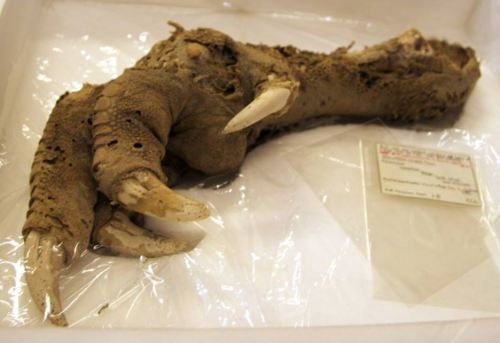 The  3,300-year-old mummified remains of a  Megalapteryx Didinus (giant moa)  discovered on Mount Ow