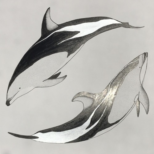 Dusky &amp; Pacific White Sided Dolphin.Pointillism with silver ink.