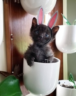 catsbeaversandducks:  Happy Easter!Photos