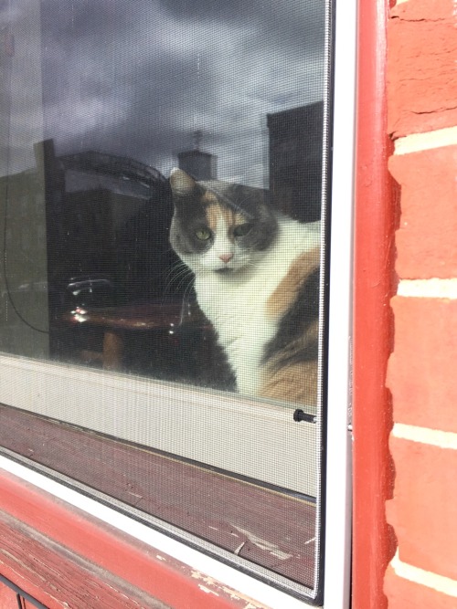 Window Cat, Jan. 24, 2017 - ‍♀️went back to being a dog walker