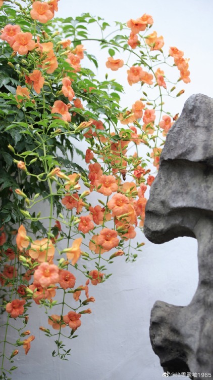 fuckyeahchinesegarden:chinese trumpet creeper in suzhou garden by 暗香盈袖1965