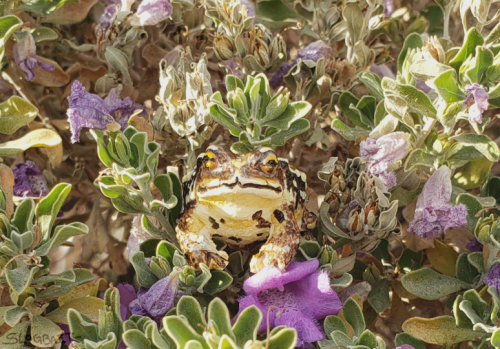 tiny japanese toads!adopt one here