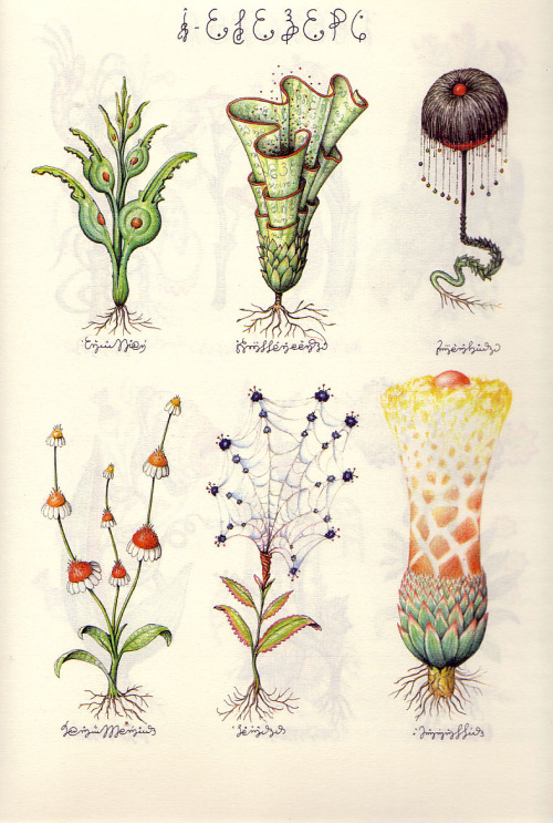 design-is-fine: Luigi Serafini, Codex Seraphinianus, 1981. Published by Franco Maria Ricci FRM Milan
