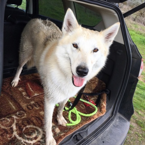 mayyetrain:My little cutie Belka ❤🐾 couple pics on way bk from our last hike, when I get time I have to post more, it was gorgeous day! (Feb 23.2017)