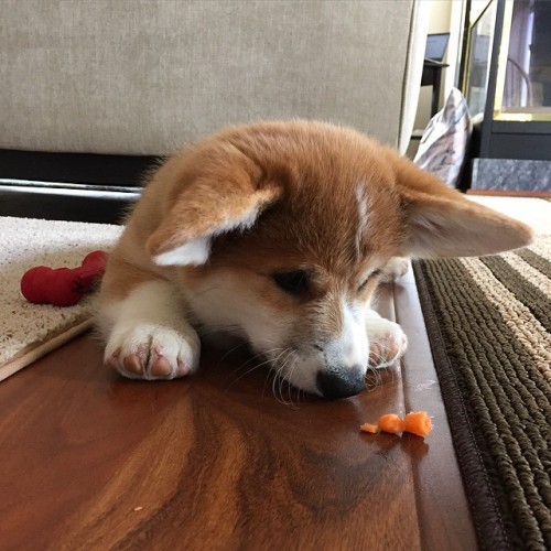 Having a staring contest with a carrot. Whoever blinks first, loses! #Drewbert #corgi #corgiaddict #