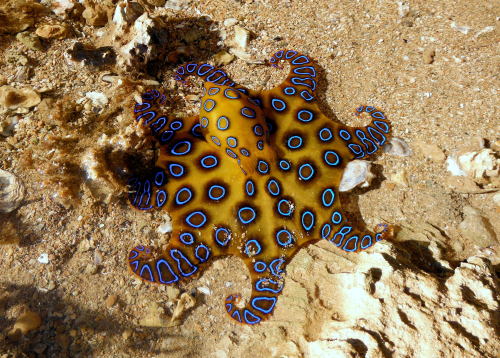 end0skeletal:The blue-ringed octopuses (genus Hapalochlaena) are three (or perhaps four) octopus spe