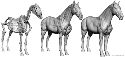 Equine Ecorche Reference Images. Model available to buy here ::  https://www.3dscanstore.com/ecorche