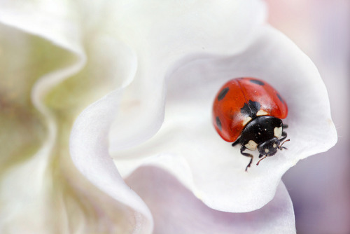 Petal lady by Mandy Disher on Flickr.