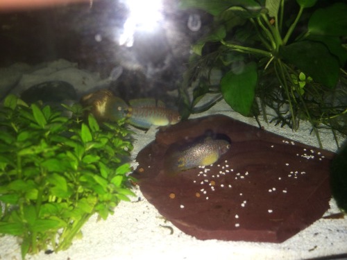 travisdukeman:Got a second peacock gudgeon today, i think the one I had before is a female (bigger y