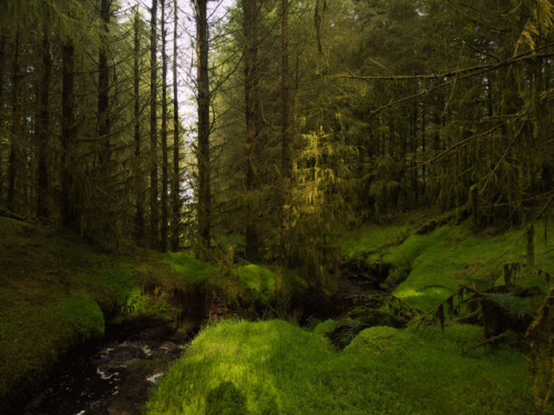 Altarichard Forest, Northern Ireland by jonas andersson