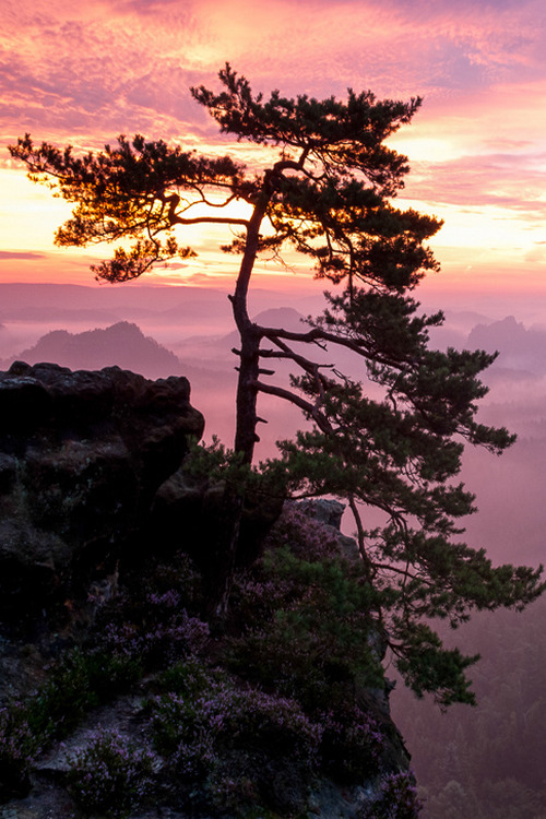 XXX sundxwn:  The Pine at the Gleitmannshorn by photo