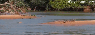 gifcraft:  Jaguar attacks crocodile