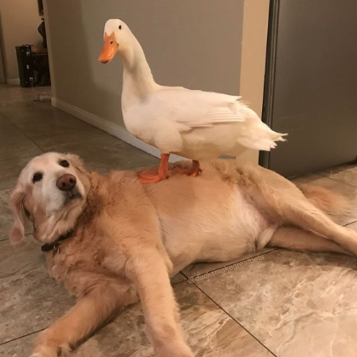 d20-darling:catsbeaversandducks:Rudy The Duck And Barclay The DogPhotos by DucksMakeGreatPets@rose-t