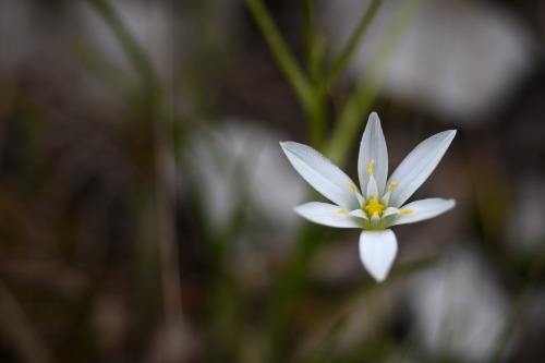 Spring flower