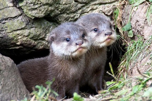 my-teen-quote:  feeling sad? look at this baby animal blog!