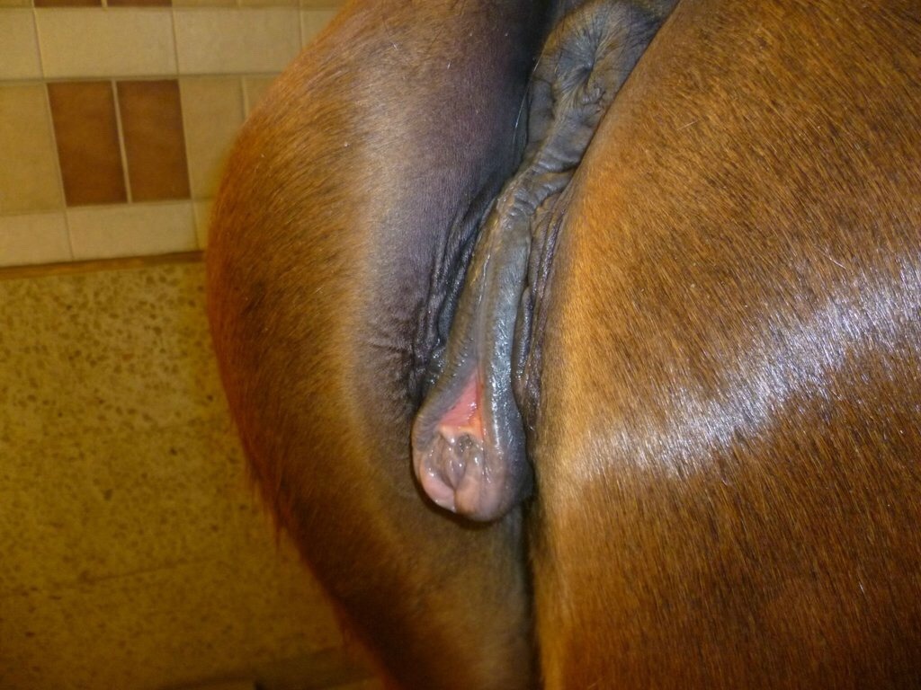 furryxfanxgirlxboy:  You like mares too? ;)