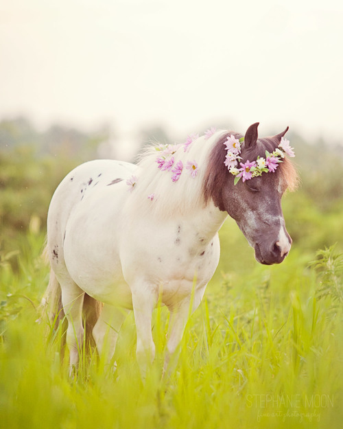 megarah-moon:  “Flower Ponies” by Stephanie Moon 