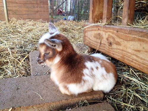 rungring:awwww-cute:Baby goat resting❤️