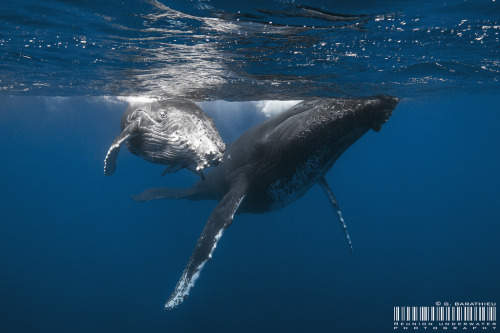 deepblueseawhales:Extention (by Réunion Underwater Photography)✖ △ ☼☽☽†☾ ✞♡ pale whale blog♡ ☾†☽☽☼ △