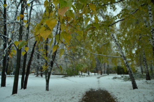 First snow. Novosibirsk.