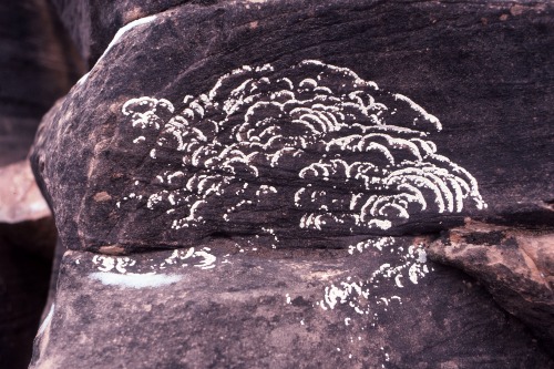 wapiti3:lichenscapesclick images for descriptionssource-british lichens 