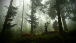 darkface:  Vosges (by denismartin) 