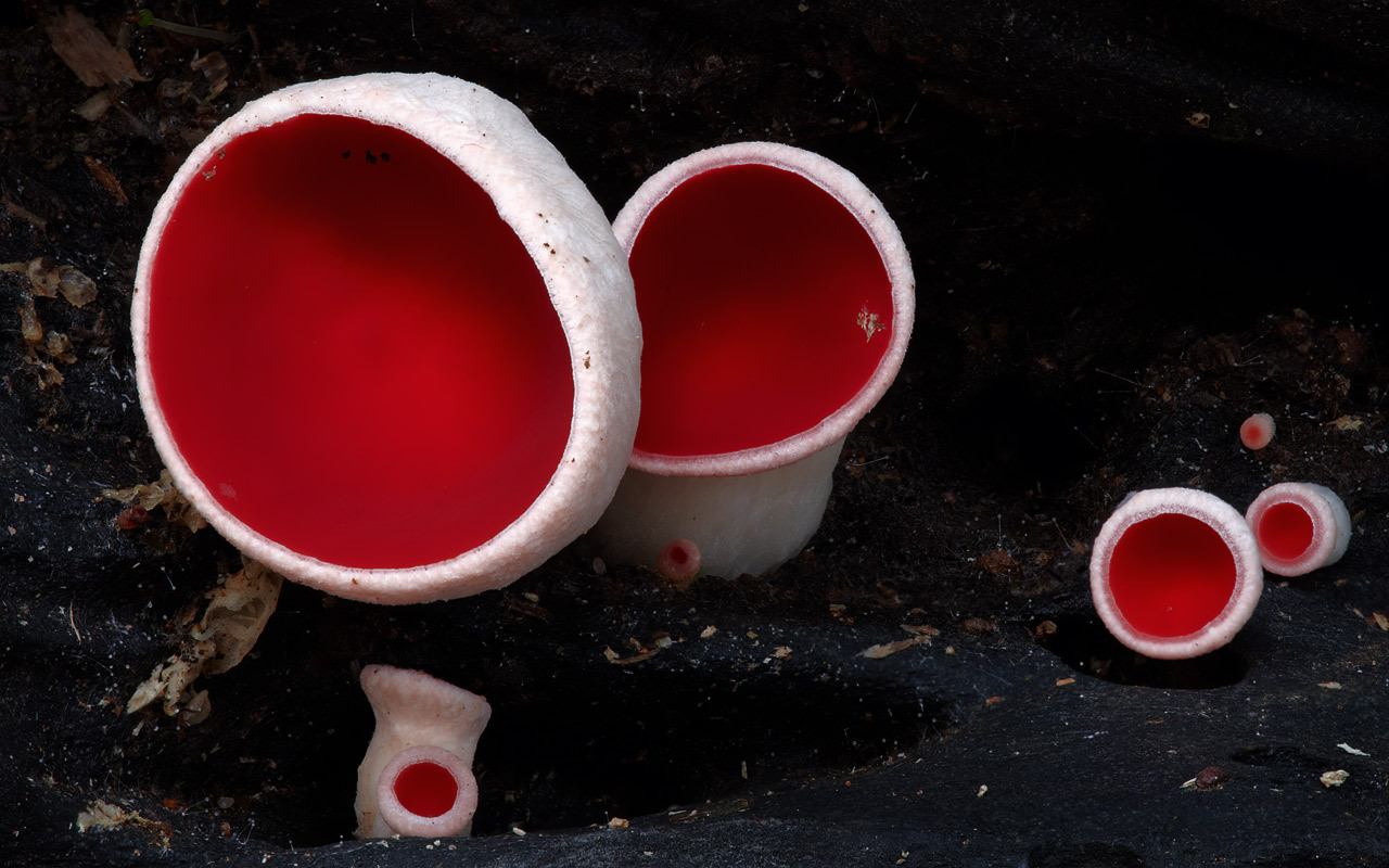 end0skeletal:   Weird Fungi! 1.  Orange Pore  2. Red Cup3. Inky Cap4. Veiled Lady5.