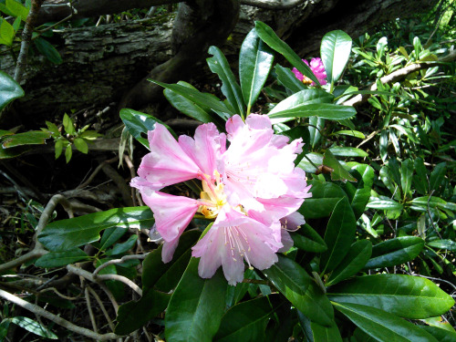 富士写ヶ岳（Mt.fujishagatake、標高941.9m）20150429１．イワウチワ　２．ショウジョウバカマ　３．ユキツバキ　４．シャクナゲ５．６．新緑と登山道