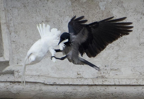 childmagazine:   A black crow attacks one of the Pope’s white doves. 