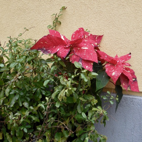 Stella di Natale variegata con verdure, Sorrento, Campania, 2019.Today is Epiphany, the traditional 