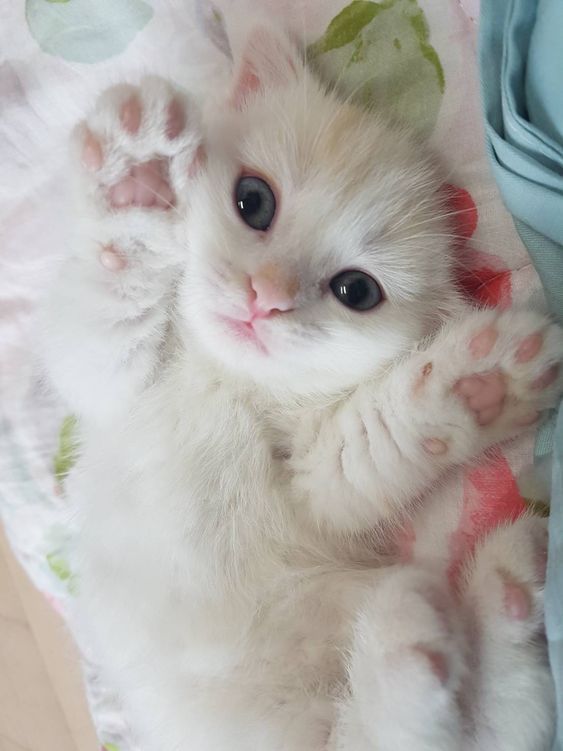 I love kitties