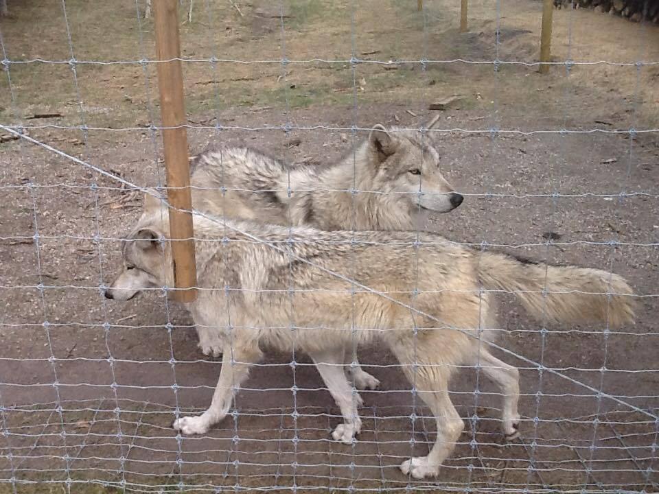 Proper Wolfdog Care