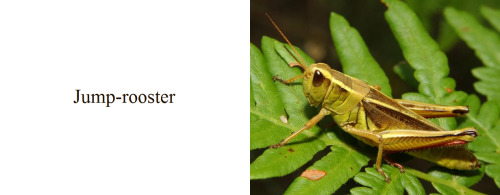 otakusteve:Some Dutch animal names translated into English literally.In case you’re wondering 