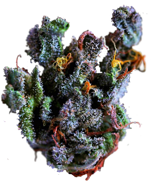 trichome