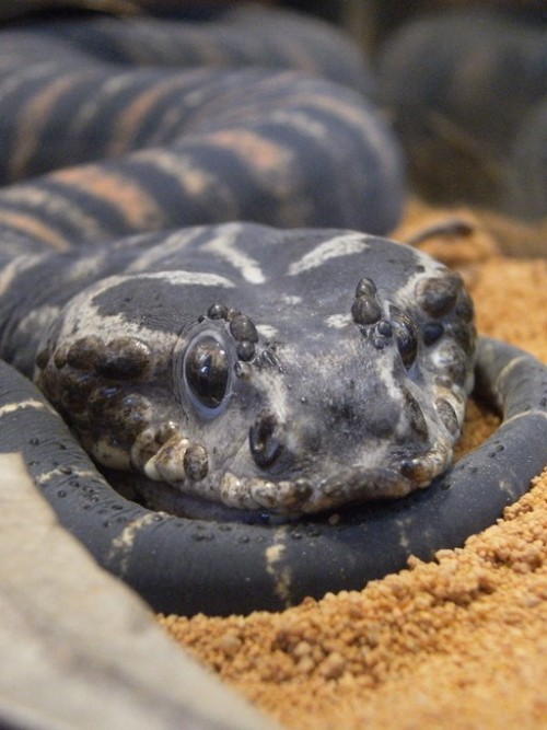 krakenqueen: willow-wanderings: tasty-ghoul-boy:snakesandsleep: funkysafari:Death adder close up by&